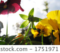 三色堇 1751971