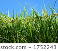 botanic, botanical, plant 1752243
