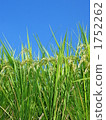 grain, food, foods 1752262