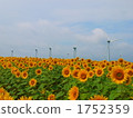 sunflower field, flower garden, flower field 1752359