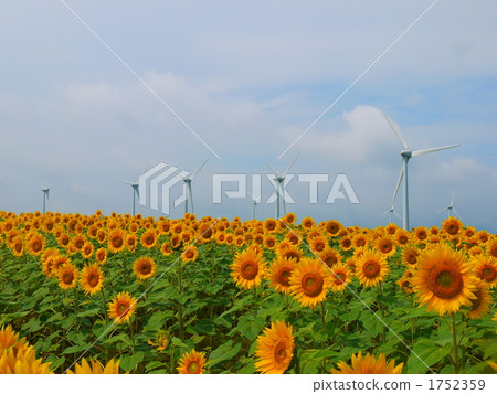 sunflower field, flower garden, flower field 1752359