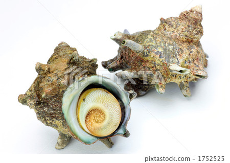 海螺 海螺 1752525