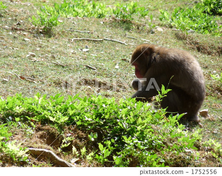 terrestrial animal, monkey, monkeys 1752556