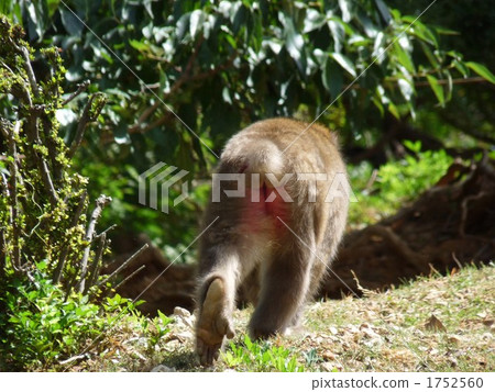 terrestrial animal, monkey, monkeys 1752560