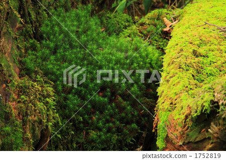 Moss in the Great Plains of the Summer Moss in the Great Plains of the Summer 1752819