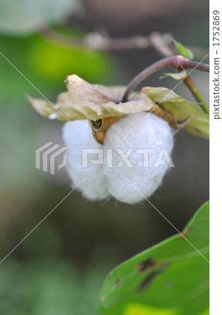 棉花打了 1752869