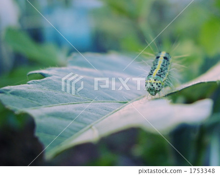 Larva of Phalaenopsis 1753348