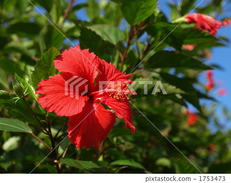 在種子島的芙蓉 在種子島的芙蓉 1753473