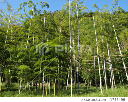 Kagoshima-Senjinen的江南竹林 Kagoshima-Senjinen的江南竹林 1753496