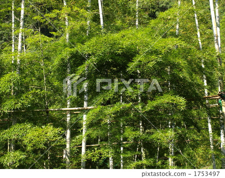 Kagoshima-Senjinen的江南竹林 Kagoshima-Senjinen的江南竹林 1753497