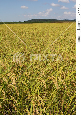 Harvest of rice harvest fruits autumn Koshihikari Harvest of rice harvest fruits autumn Koshihikari 1753599