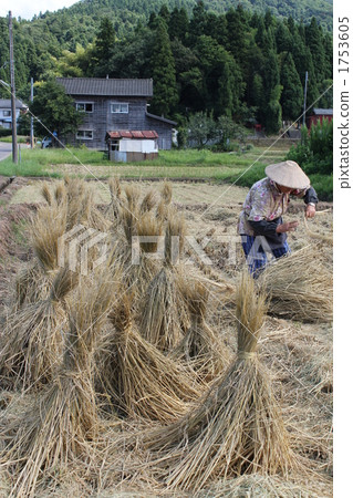 Old-fashioned agricultural work landscape Straw tied Old-fashioned agricultural work landscape Straw tied 1753605