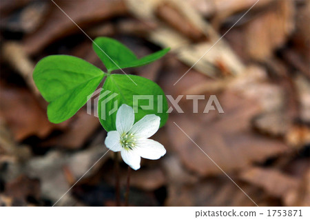 Miyama Katabami alpine plant 1753871