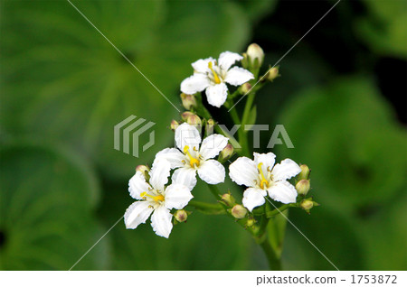 Iwa ginkgo alpine plant Iwa ginkgo alpine plant 1753872
