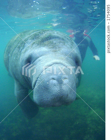 Florida Manatee @ Crystal River 1754095