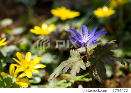 Flower Of Dickweed And Hime Lynkkin Stock Photo