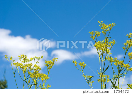 Flower and sky of Ominae 1754472