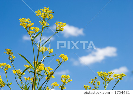 Flower and sky of Ominae 1754481