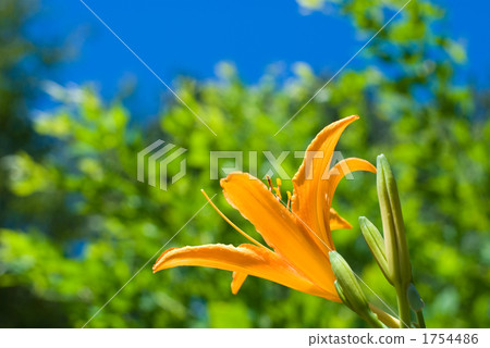 Nokanzu's flower Nokanzu's flower 1754486