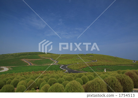 Kokia of Mihara's Hill 1754513