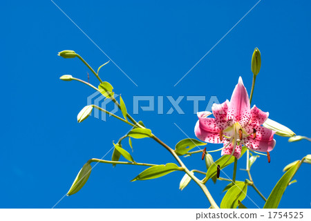 百合機蓋花和天空 百合機蓋花和天空 1754525