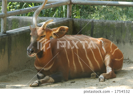bongo, bongo drum, terrestrial animal 1754532