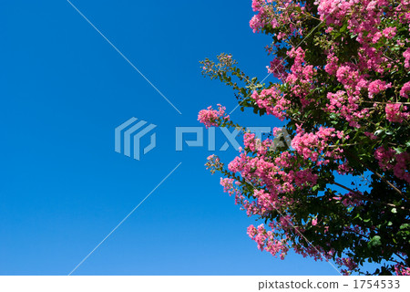 Saruberry flowers and sky 1754533