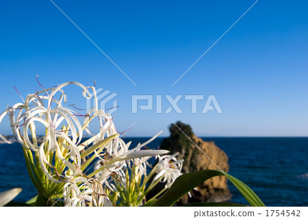 在Tateishi海岸的Hamayu花 1754542