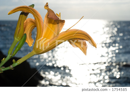 Hamakanzu在Tateishi海岸開花 1754585