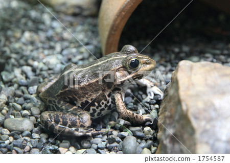 black-spotted pond frog, amphibian, amphibians 1754587