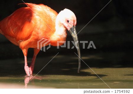 ibis, ibises, scarlet ibis 1754592
