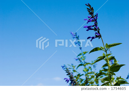 Flowers and skies of Salvia Galanica 1754605