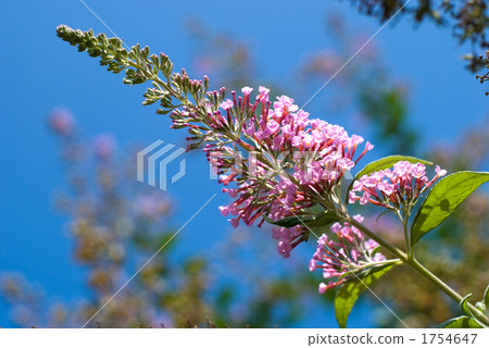 Flower and flower of Fuso Fuji 1754647