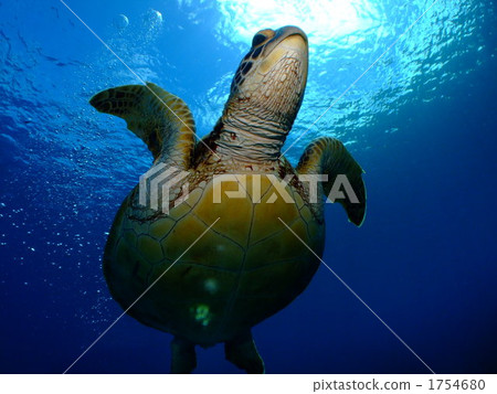 海龜烏龜水下的綠海龜沖繩島Kerama海島 1754680