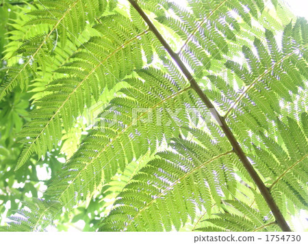 熱帶植物Lizardhead / Hego family 01 1754730