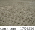 Cracked rice fields before rice planting 1754839