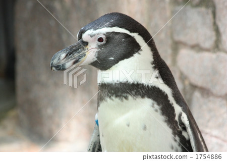 Humboldt Penguin Humboldt Penguin 1754886