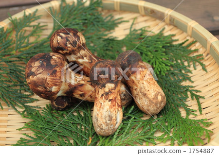 Mitsutake ⑥ Mitsutake ⑥ 1754887