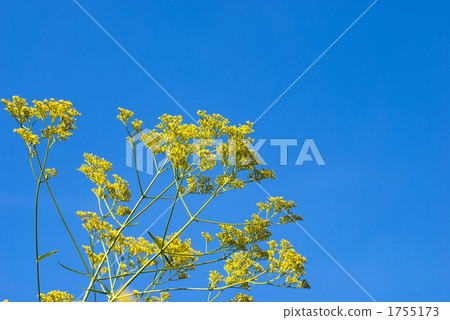 Flower and sky of Ominae 1755173
