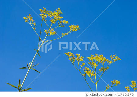 Flower and sky of Ominae 1755175