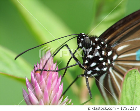 琉球淺木斑 1755237