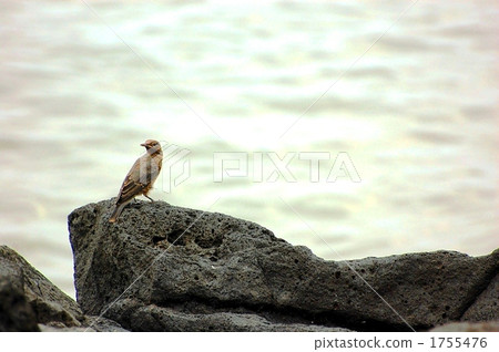 Isophoridae of the coast Isophoridae of the coast 1755476