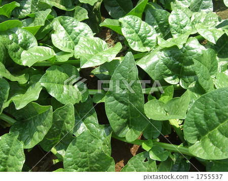 該領域的Tsurumurasaki 1755537