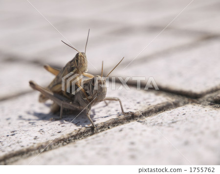 男對Tsutsui Nago 1755762