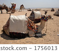 terrestrial animal, desert, deserts 1756013