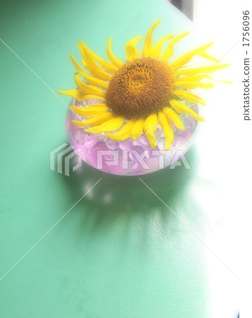 向日葵2010b 向日葵2010b 1756096