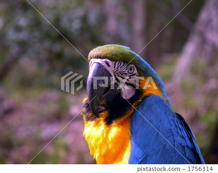 Parrot 1756314