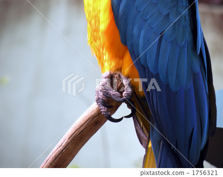Parrot foot 1756321