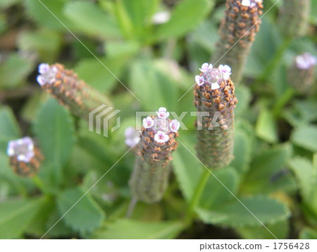 Naho生長的Iwadare玫瑰的花，在6月開花的時候繼續開花到秋天 1756428