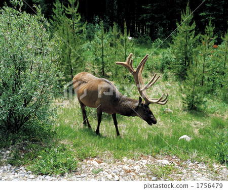 Canadian Rocky's big deer 1756479